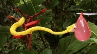 Slo-Mo Deadly Viper Experiment | Deadly 60 | Series 2 | BBC Earth