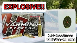 6.5 Creedmoor Hornady Varmint Express 95gr Ammo Review & Ballistics Gel Test: TOO MUCH FOR COYOTES?!