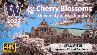 【ワシントン 桜】ワシントン州シアトルの大学キャンパスにて満開の桜とアメリカ流のお花見