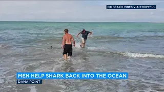 VIDEO: Dana Point beachgoers help baby great white shark back into water I ABC7