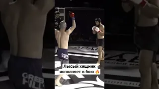 Лысый хищник исполняет в боях