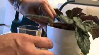 Watering AFRICAN VIOLET in TEN SECONDS!!