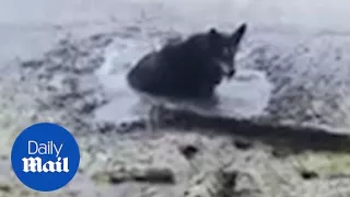 Good Samaritan digs stranded dog out of the mud in Illinois - Daily Mail