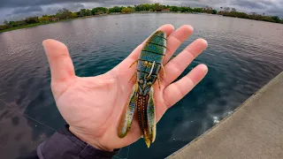 Fishing with GIGANTIC Creature Bait for Big Urban Bass