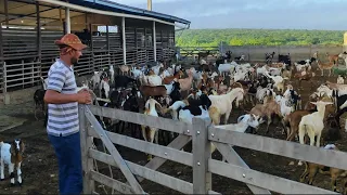 FAZENDA MUITO LINDA DE CRIAR BODE E GADO.