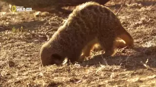 National Geographic. Убийственная скорость: Саванна