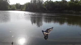 Т. А. Майстренко. Сказки волшебного озера. Сказка про выдру.