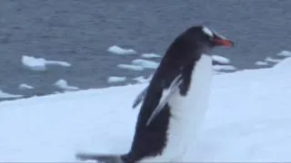 Gentoo Penguin on the Run