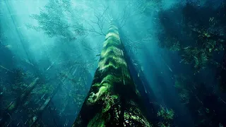 Peaceful Forest Rain Sounds for Relaxation, Sleep, and Study | 1 Hours of Calming Nature Noise