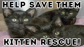 AN INCREDIBLE KITTEN RESCUE