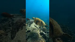 Green Sea Turtle #shorts #turtle #hawaii #freediving #travel #scubadiving #gopro #underwater #uw