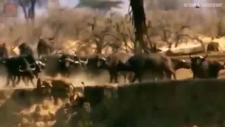 Angry Buffalo kills all the Lion who try to eat her baby, Harsh life of Wild Animals