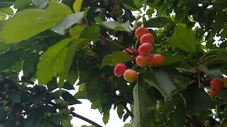 Cherry trees in Southern California