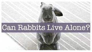 Should I Get A Second Rabbit? Can Rabbits Live Alone?