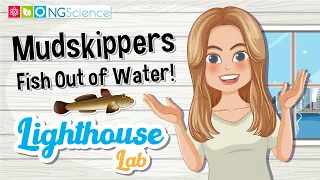 Lighthouse Lab – Mudskippers: Fish Out of Water!