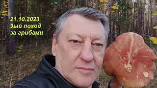 За грибами в Бийский лес. 21.10.2023 For mushrooms in the Biysk forest.