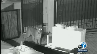 Home video captures mountain lion attack on raccoon in Tarzana family's backyard | ABC7