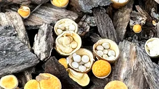 update on growing edible mushrooms on logs. My first oyster mushrooms! Mushroom farm. ￼