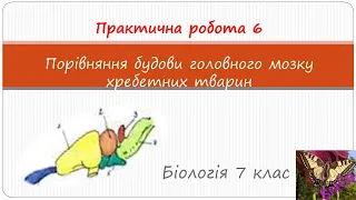 Практична робота 6: Порівняння будови головного мозку хребетних тварин./Біологія 7 клас.