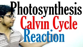 Calvin cycle photosynthesis