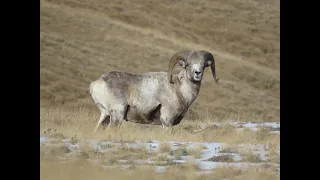 Редкие кадры,Алтайский горный баран Архар/Аргали.  Argali. Altai Republic. Siberia.