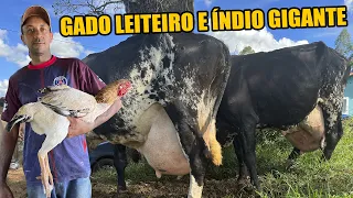 TIRANDO A RENDA EM  PEQUENA CHÁCARA