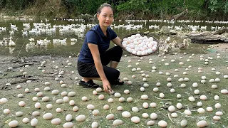 Harvesting duck eggs Go to the market to sell, plant fruit trees | Hoang Huong Daily Life