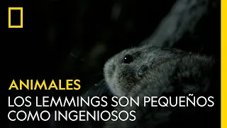 Los lemmings de estepa son tan pequeños como ingeniosos | NATIONAL GEOGRAPHIC ESPAÑA