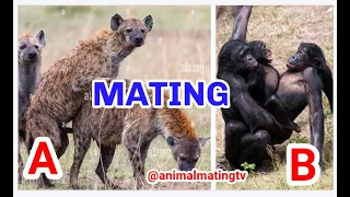 Top 10 Animals with the Most Unusual Mating Tactics PT 1