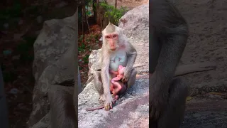 Mother monkey pushes her baby's head down to wean