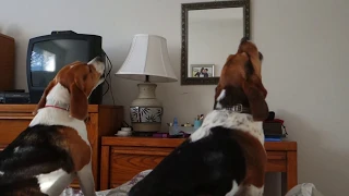 Synchronized Beagle Howling | Double Cute Beagle Howl