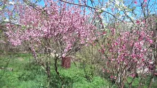 По курчавости персика - золой, а купорос долой.