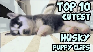 TOP 10 CUTEST HUSKY PUPPY VIDEOS OF ALL TIME