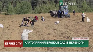 Картопляний врожай садів перемоги