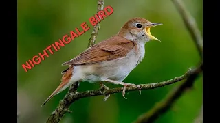 #nightingalesings #nightingale #birds #singingbirds #viralvideo #youtubevideos