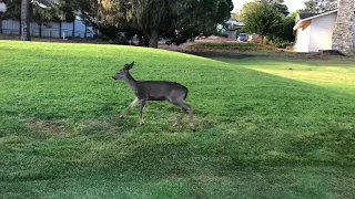 A deer with a broken leg