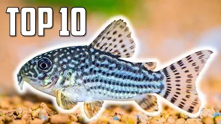 Top 10 Cory Catfish for Your Aquarium