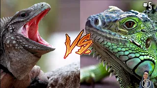 mp3 now com   14 CRAZIEST Animal Fights Caught On Camera