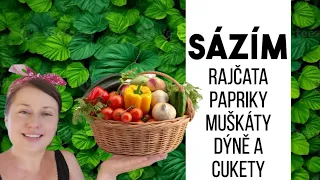 SÁZÍM rajčata, papriky, muškáty, dýně a cukety 🍅🌶🥒