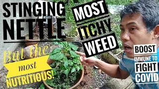 A Taste of Stinging Nettle or Lipang-aso: Most Itchy but Most Nutritious Weed on Earth