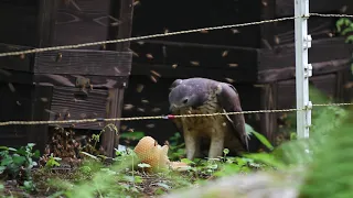 岩手の野鳥　ハチクマ　（蜂の子大好き～！！）