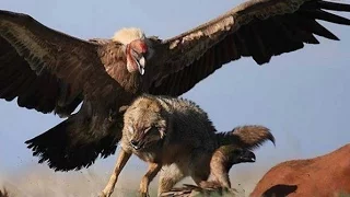 Top 10 Biggest Birds in The World||top 10 biggest birds in the world