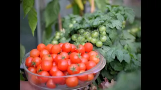 My balcony is transforming into a beautiful vegetable garden...