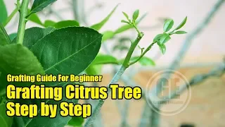 Grafting Citrus Tree Step by Step For Beginner