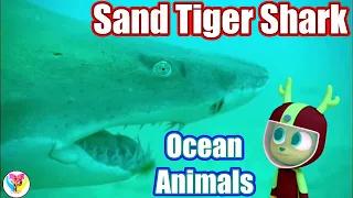 Sand Tiger Shark - Sea Animals - Fish in the Ocean