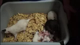 You want to breed rats??  What you need to know!
