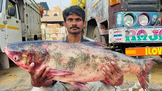 Big Head Carp Fish Cutting | Huge Silver Carp Fish Cutting In Indian Fish Market|ghazipur fish Mandi