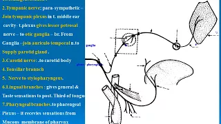 76 Branches of glossophreal nerve