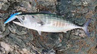 JE PECHE ET MANGE UNE BONITE du bord au leurre