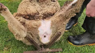 Skinning Sheep ( How To Skin A Sheep Inverted)